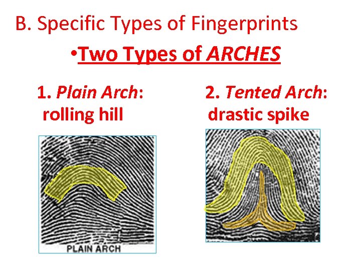 B. Specific Types of Fingerprints • Two Types of ARCHES 1. Plain Arch: rolling