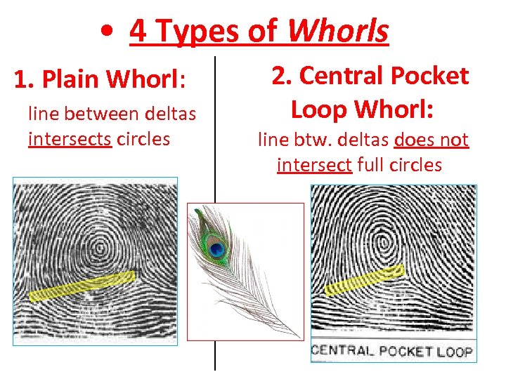  • 4 Types of Whorls 1. Plain Whorl: line between deltas intersects circles