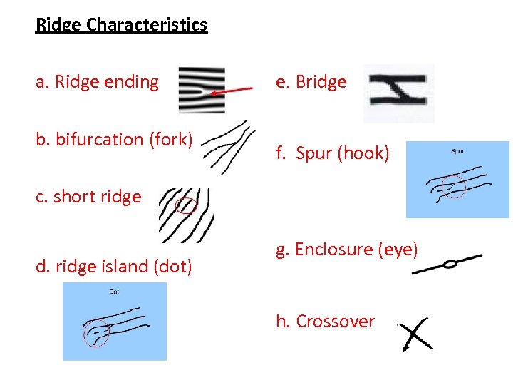 Ridge Characteristics a. Ridge ending b. bifurcation (fork) e. Bridge f. Spur (hook) c.