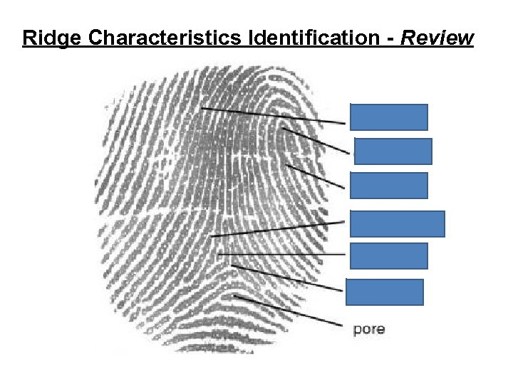 Ridge Characteristics Identification - Review 