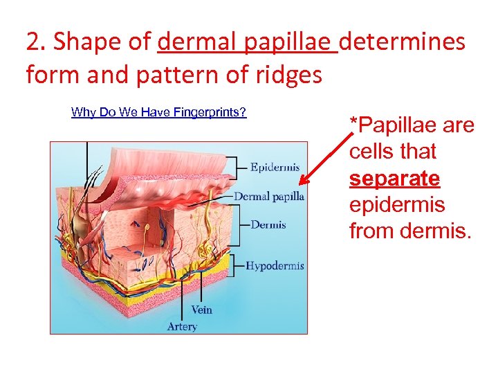 2. Shape of dermal papillae determines form and pattern of ridges Why Do We