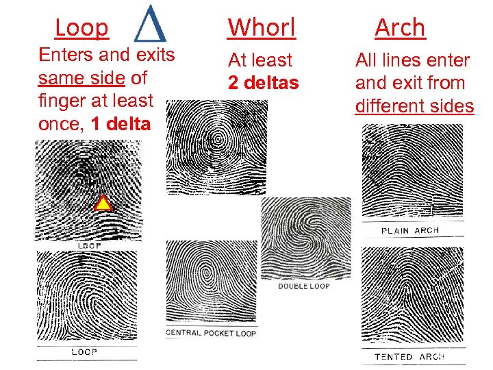 Loop Enters and exits same side of finger at least once, 1 delta Whorl