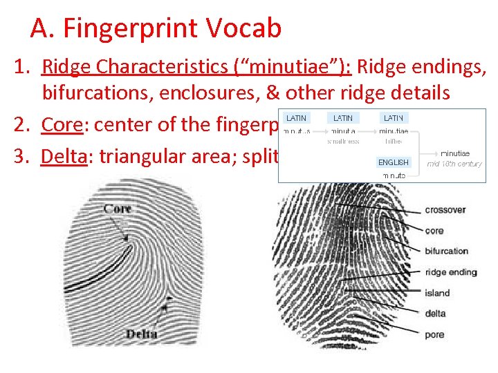 A. Fingerprint Vocab 1. Ridge Characteristics (“minutiae”): Ridge endings, bifurcations, enclosures, & other ridge