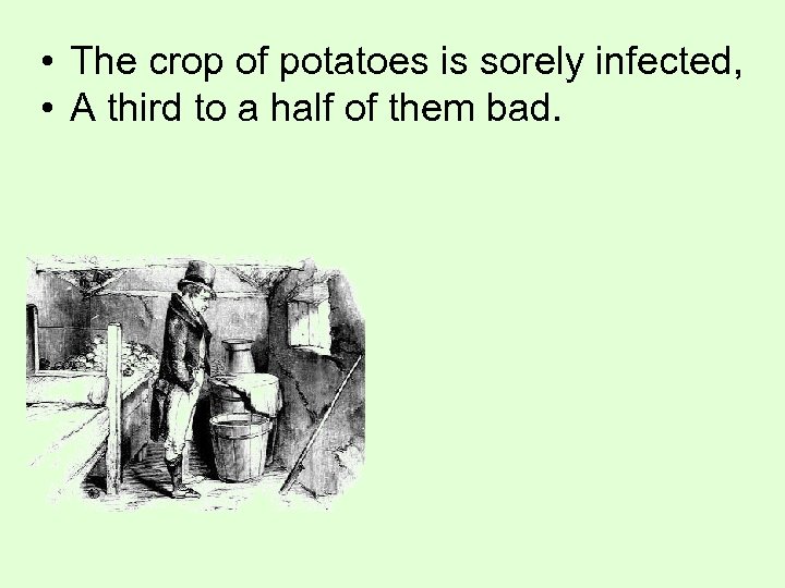  • The crop of potatoes is sorely infected, • A third to a