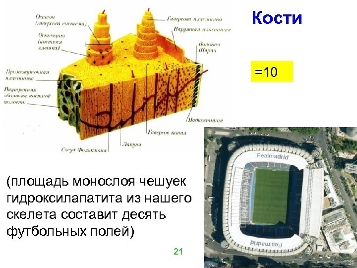Кости =10 (площадь монослоя чешуек гидроксилапатита из нашего скелета составит десять футбольных полей) 21