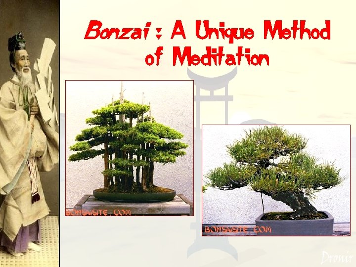 Bonzai : A Unique Method of Meditation 