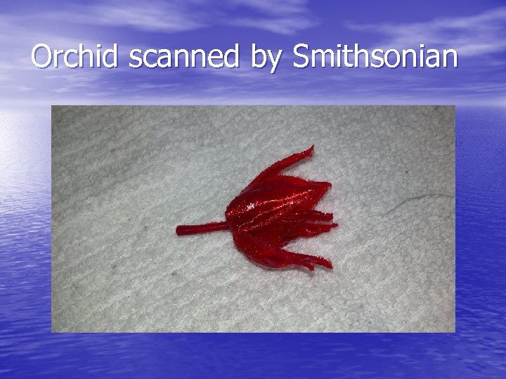 Orchid scanned by Smithsonian 