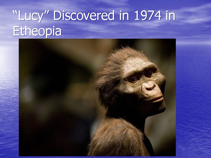 “Lucy” Discovered in 1974 in Etheopia 