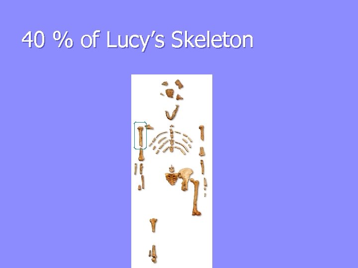 40 % of Lucy’s Skeleton 