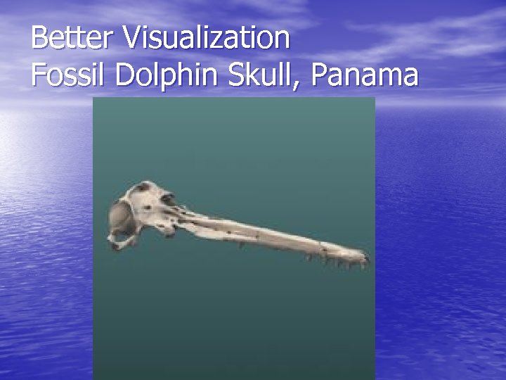 Better Visualization Fossil Dolphin Skull, Panama 