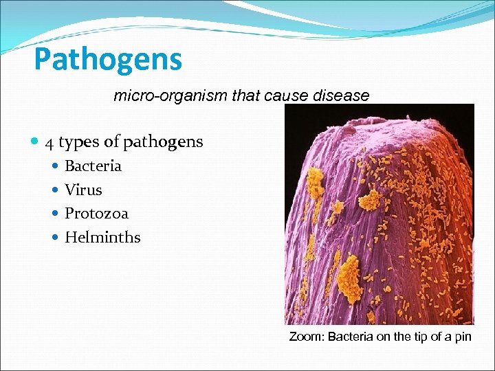 Pathogens micro-organism that cause disease 4 types of pathogens Bacteria Virus Protozoa Helminths Zoom: