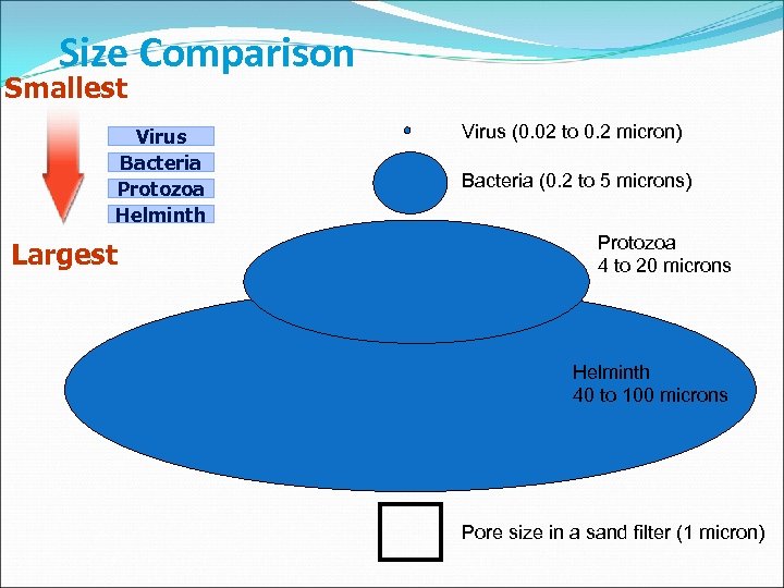 Size Comparison Smallest Virus Bacteria Protozoa Helminth Largest Virus (0. 02 to 0. 2