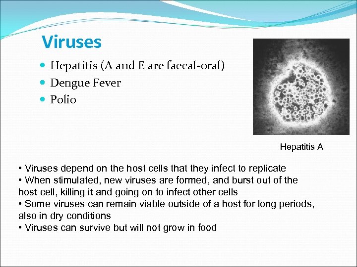 Viruses Hepatitis (A and E are faecal-oral) Dengue Fever Polio Hepatitis A • Viruses