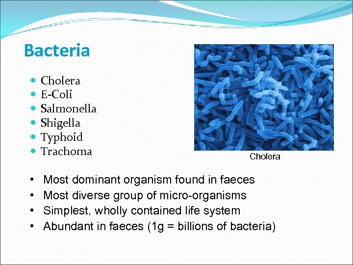 Bacteria Cholera E-Coli Salmonella Shigella Typhoid Trachoma • • Most dominant organism found in