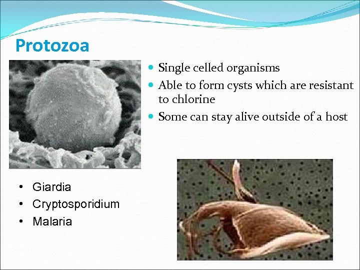 Protozoa Single celled organisms Able to form cysts which are resistant to chlorine Some