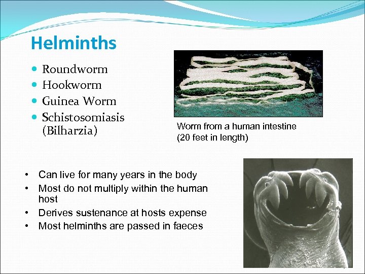 Helminths Roundworm Hookworm Guinea Worm Schistosomiasis (Bilharzia) Worm from a human intestine (20 feet