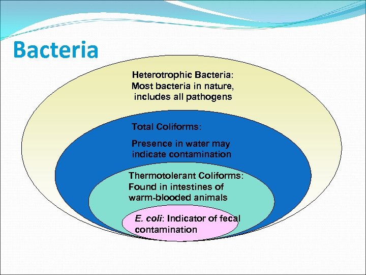 Bacteria Heterotrophic Bacteria: Most bacteria in nature, includes all pathogens Total Coliforms: Presence in