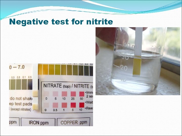 Negative test for nitrite 