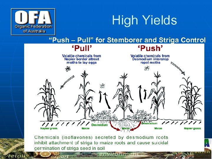 High Yields “Push – Pull” for Stemborer and Striga Control 