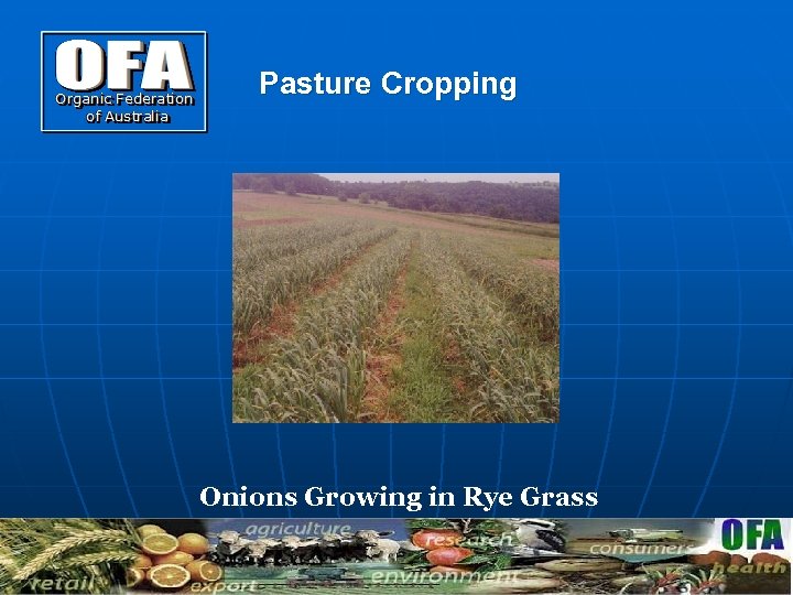 Pasture Cropping Onions Growing in Rye Grass 