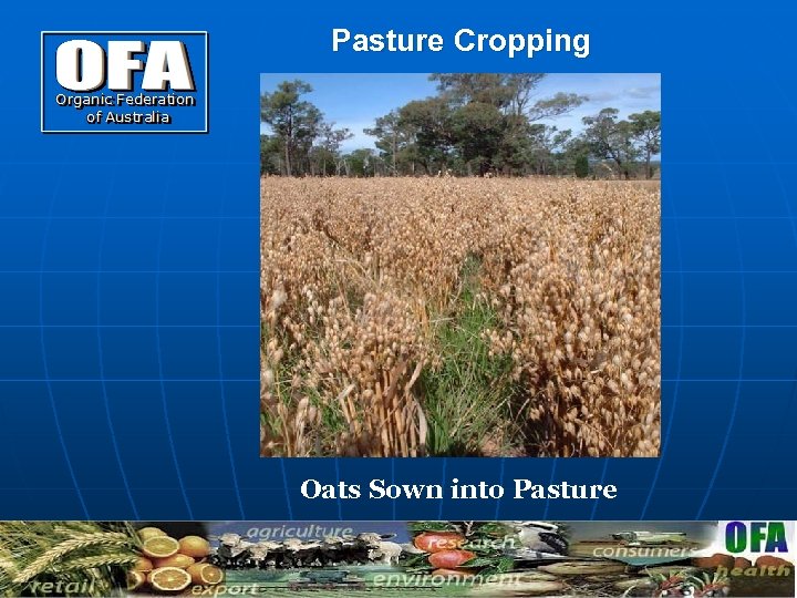 Pasture Cropping Oats Sown into Pasture 