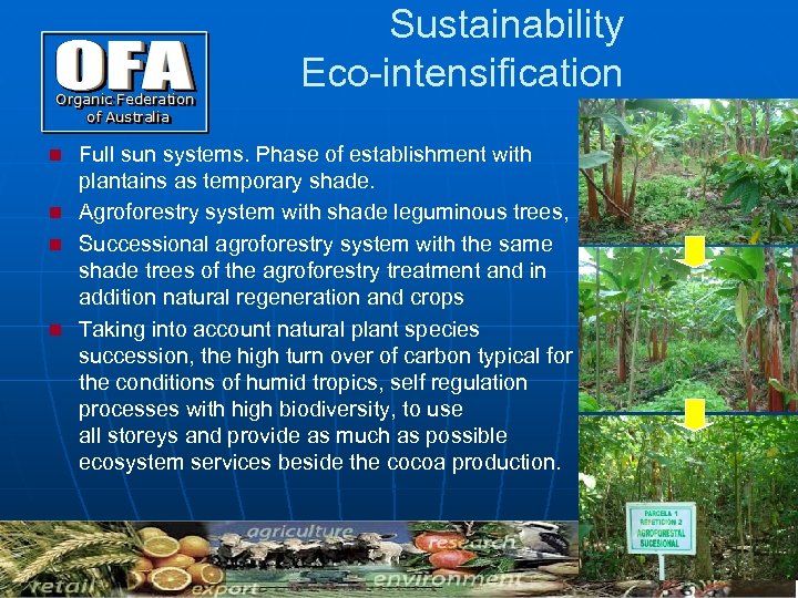 Sustainability Eco-intensification Full sun systems. Phase of establishment with plantains as temporary shade. n