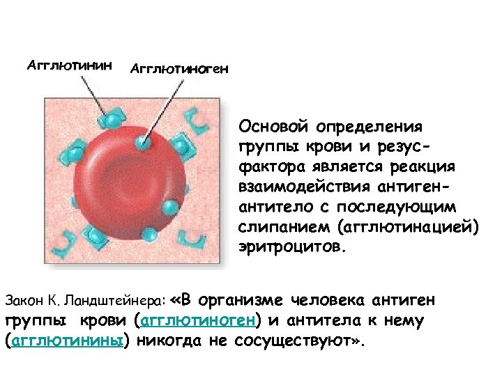 Схема оценки фагоцитирующих клеток крови иммунология