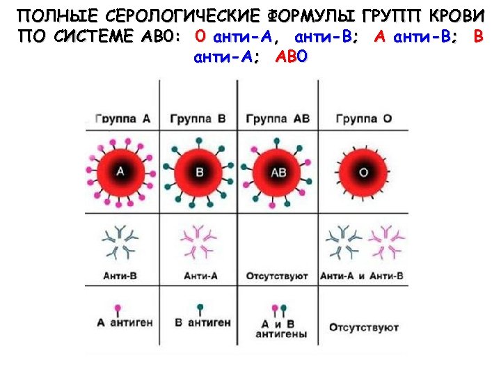 Схема оценки фагоцитирующих клеток крови иммунология