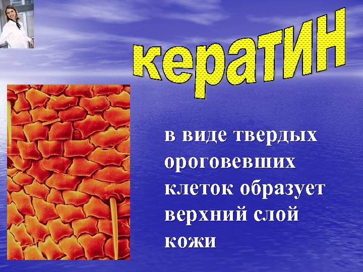 в виде твердых ороговевших клеток образует верхний слой кожи 