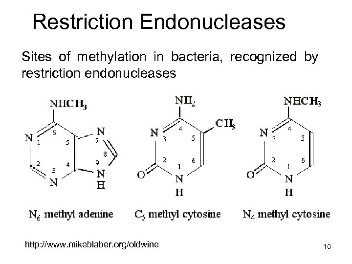 Restriction Endonucleases Sites of methylation in bacteria, recognized by restriction endonucleases http: //www. mikeblaber.