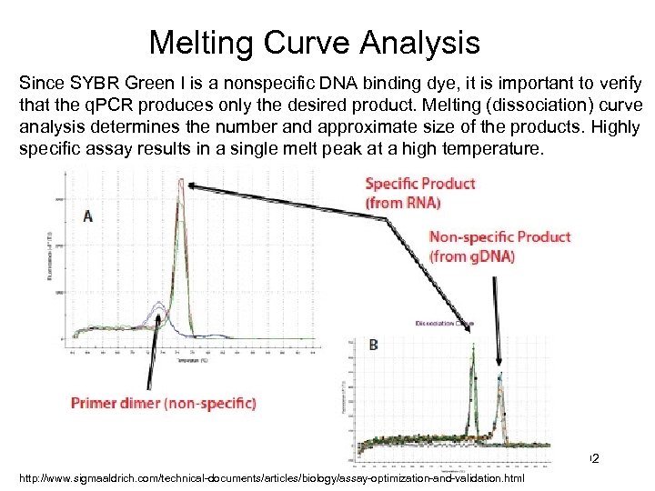 Melting Curve Analysis Since SYBR Green I is a nonspecific DNA binding dye, it