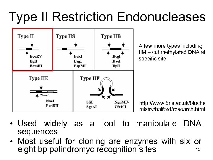 Type II Restriction Endonucleases A few more types including IIM – cut methylated DNA