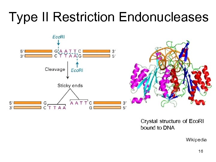 Type II Restriction Endonucleases Crystal structure of Eco. RI bound to DNA Wikipedia 16