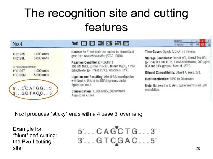 Molecular Biology II Molecular Cloning And Mouse Knockout