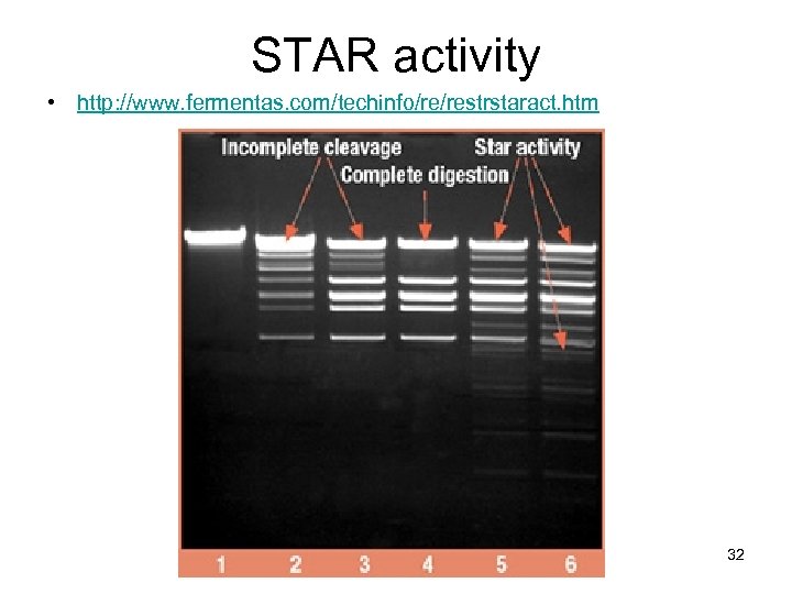 STAR activity • http: //www. fermentas. com/techinfo/re/restrstaract. htm 32 