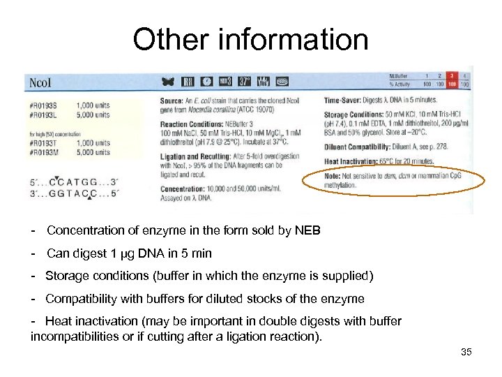 Other information - Concentration of enzyme in the form sold by NEB - Can