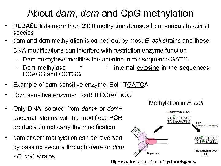 About dam, dcm and Cp. G methylation • REBASE lists more then 2300 methyltransferases