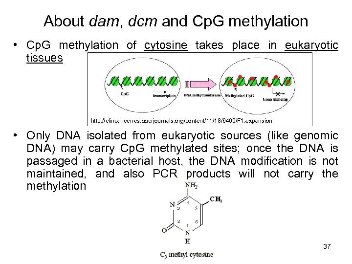 About dam, dcm and Cp. G methylation • Cp. G methylation of cytosine takes