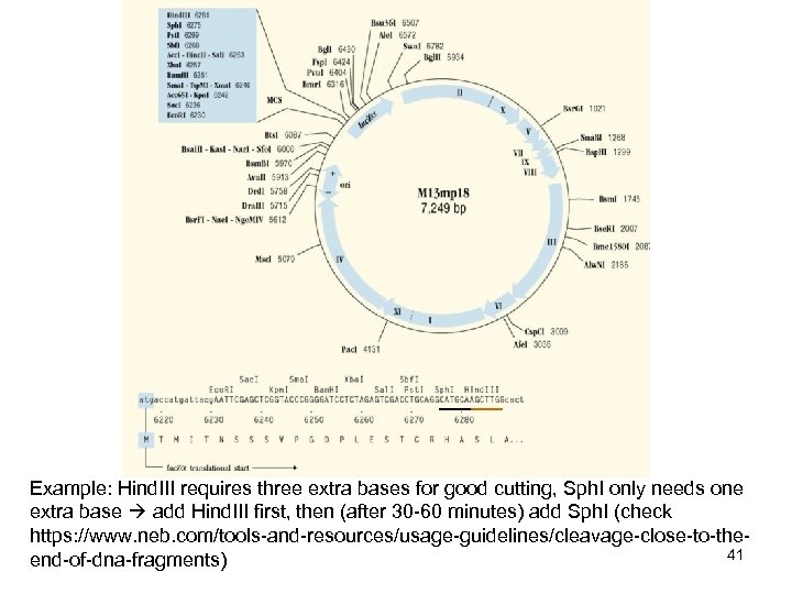 Example: Hind. III requires three extra bases for good cutting, Sph. I only needs