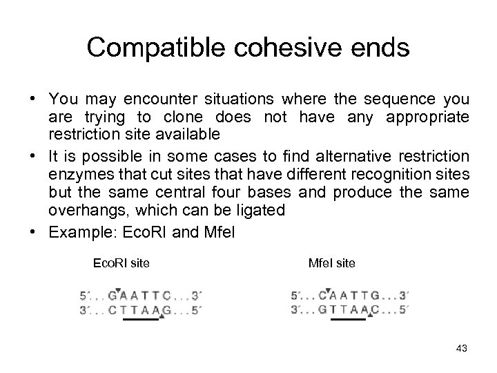 Compatible cohesive ends • You may encounter situations where the sequence you are trying