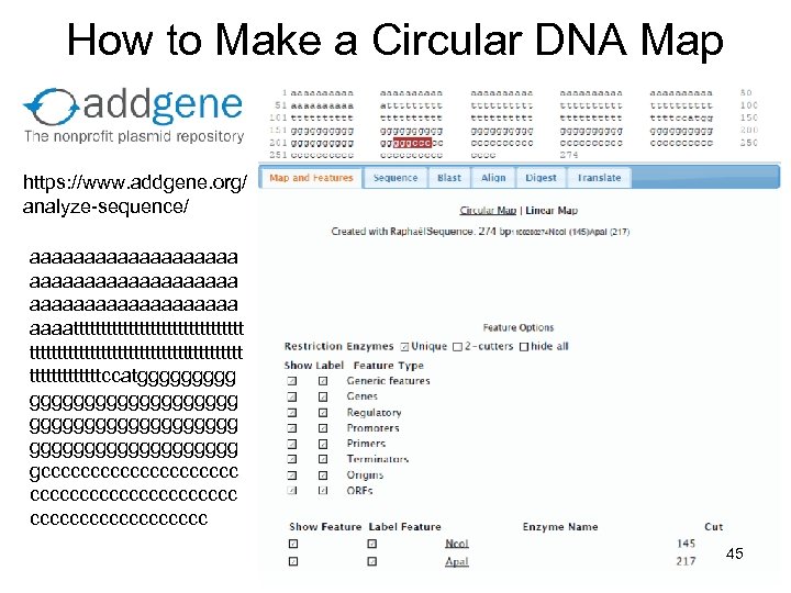 How to Make a Circular DNA Map https: //www. addgene. org/ analyze-sequence/ aaaaaaaaaaaaaaaaaaa aaaatttttttttttttttttttttttttttttttccatggggggggggggggggggg