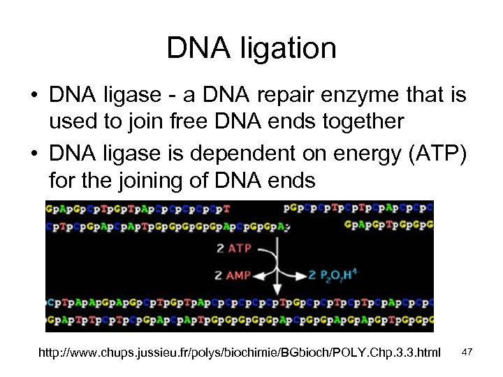 DNA ligation • DNA ligase - a DNA repair enzyme that is used to