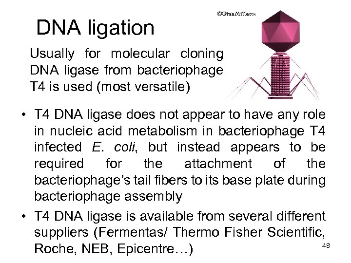 DNA ligation Usually for molecular cloning DNA ligase from bacteriophage T 4 is used