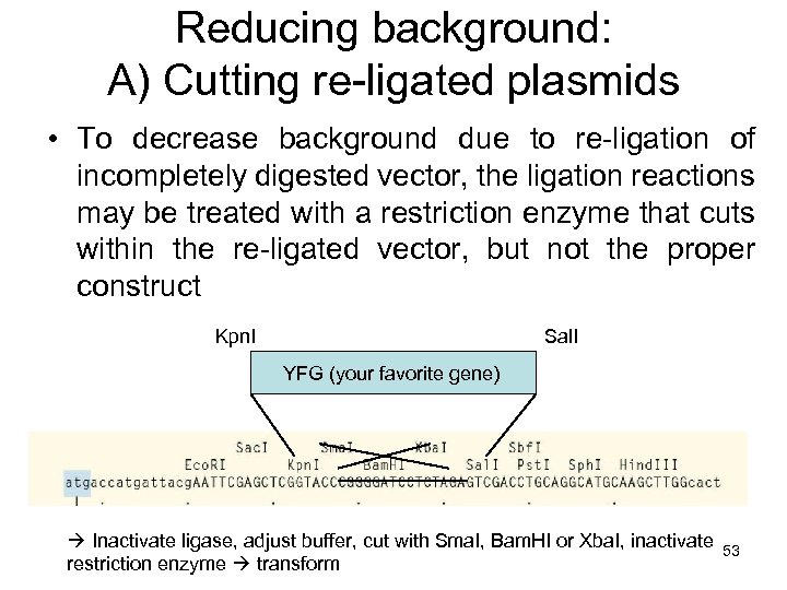 Molecular Biology II Molecular Cloning And Mouse Knockout