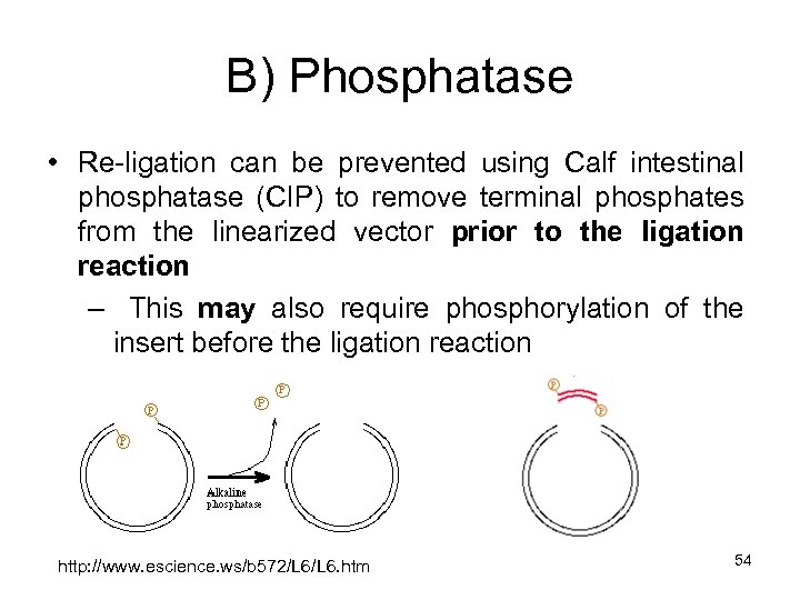 B) Phosphatase • Re-ligation can be prevented using Calf intestinal phosphatase (CIP) to remove