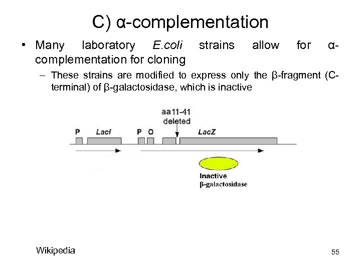 C) α-complementation • Many laboratory E. coli complementation for cloning strains allow for α-