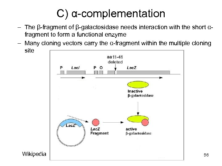 C) α-complementation – The β-fragment of β-galactosidase needs interaction with the short αfragment to