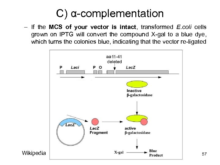 C) α-complementation – If the MCS of your vector is intact, transformed E. coli