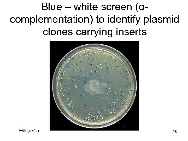 Blue – white screen (αcomplementation) to identify plasmid clones carrying inserts Wikipedia 58 