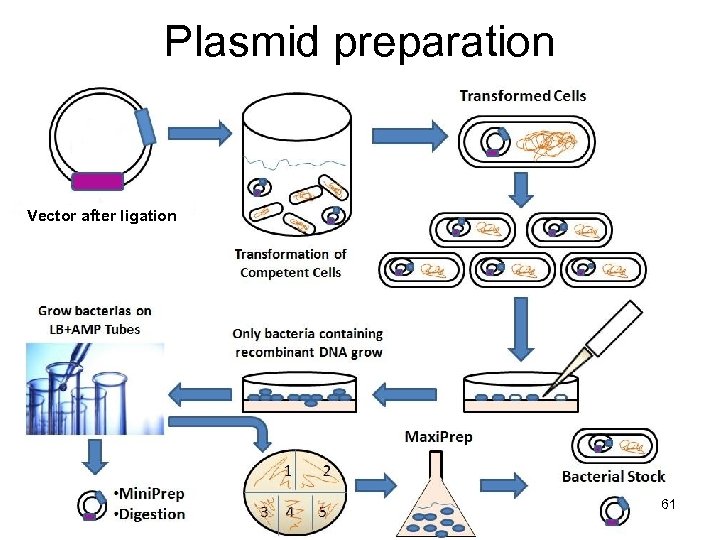 Plasmid preparation Vector after ligation 61 